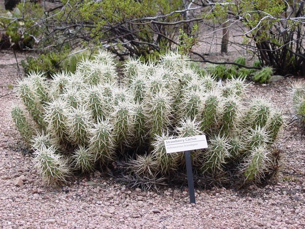 Echinocereus_ brandegeei
